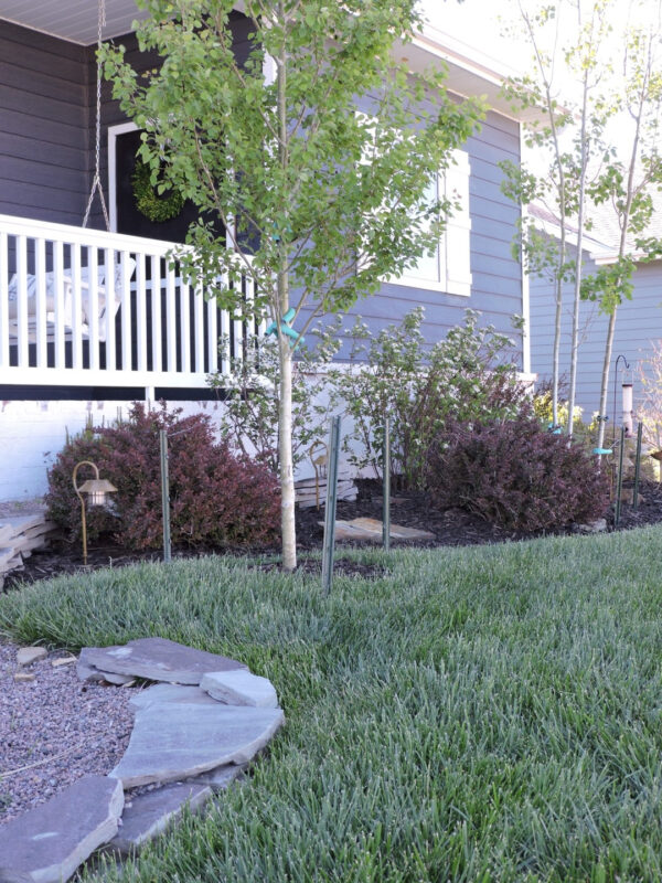 Black Mulch Landscaping & New Solar Lights Berry Berry Quite Contrary