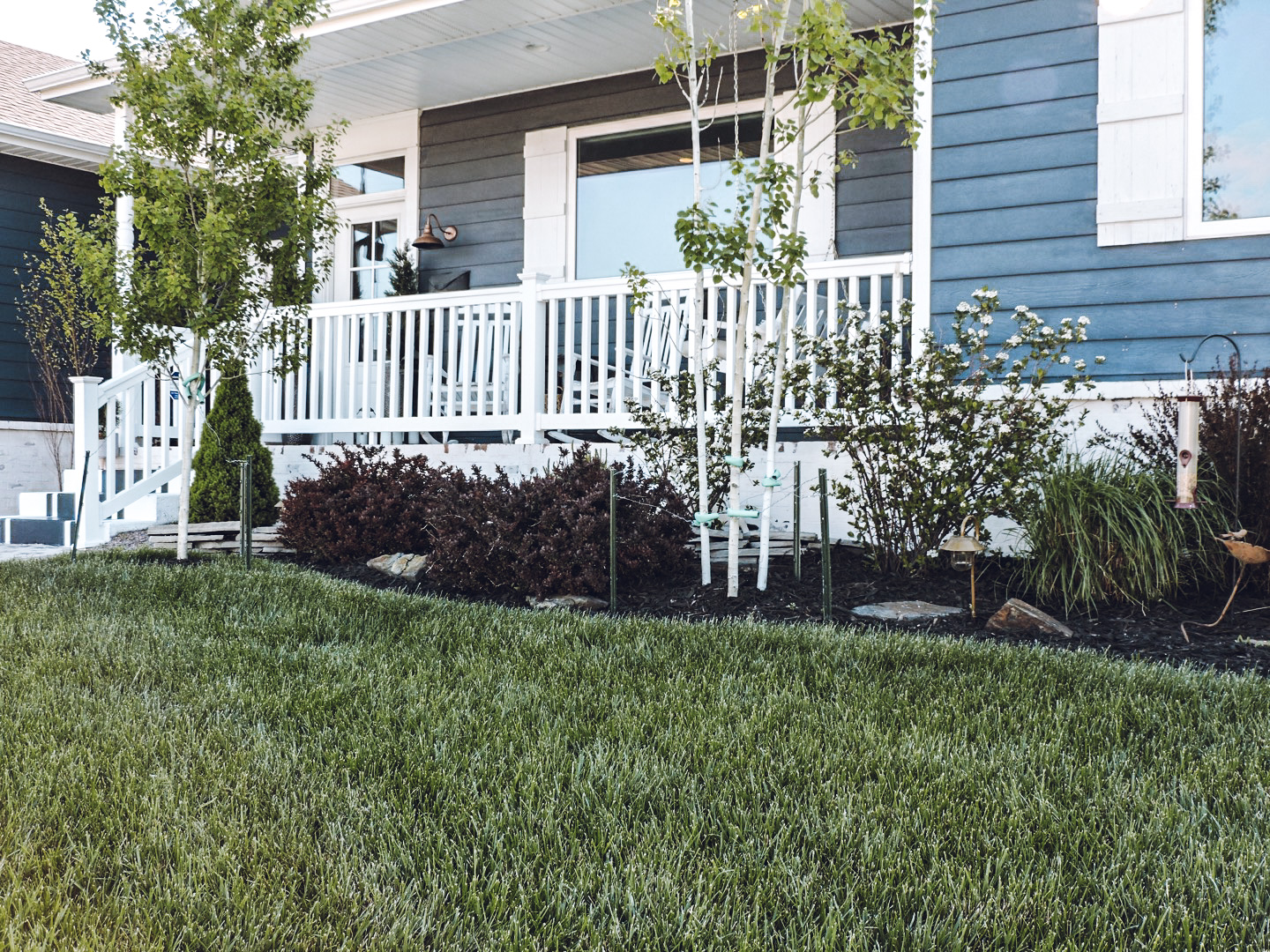 Black Mulch Landscaping & New Solar Lights Berry Berry Quite Contrary