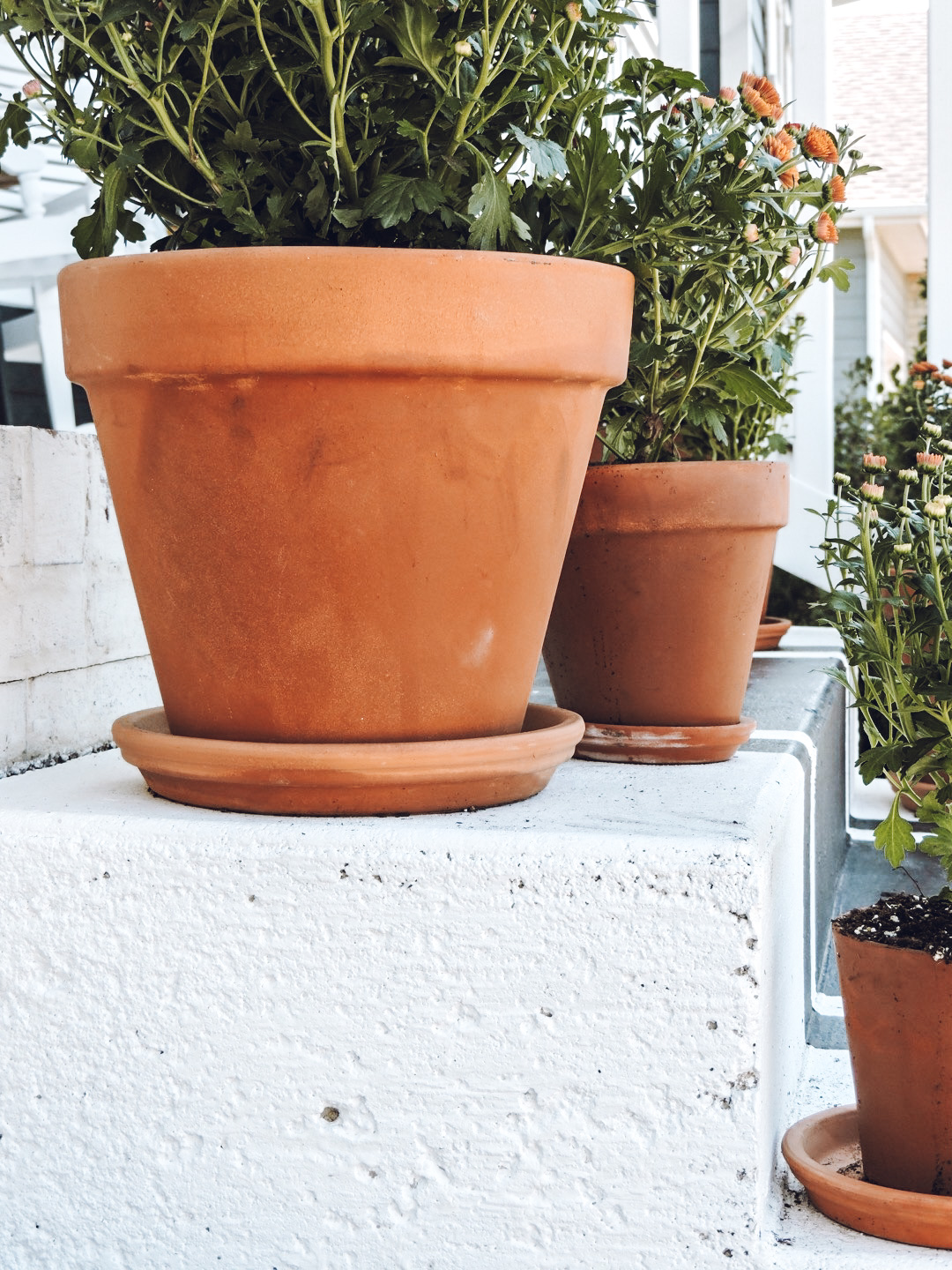 How To Age Terracotta Pots Berry Berry Quite Contrary